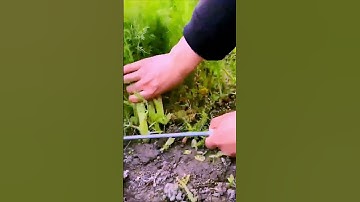 The process of cutting vegetables = good tools can improve efficiency