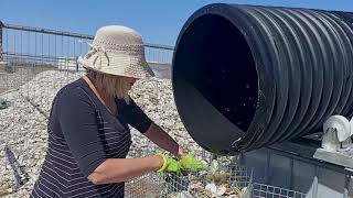 Oyster Shell Recovery Process