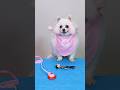 The metamorphosis of beansnico funny smartnico dog cute