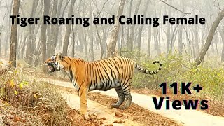 Big male Tiger roaring on the Road in Ranthambore National Park.