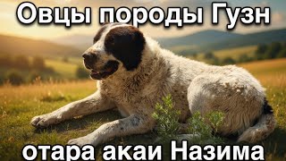 Овцы породы Гузн и аборигенные САО Таджикистана саги дахмарда из отары Акаи Назима