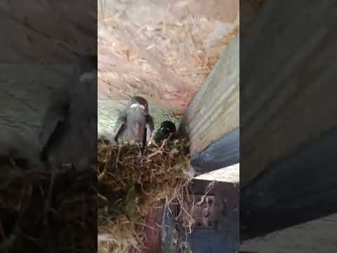 Птенцы Трясогузки под крышей веранды ! #Птенцы #Гнездо #Chicks #Nests