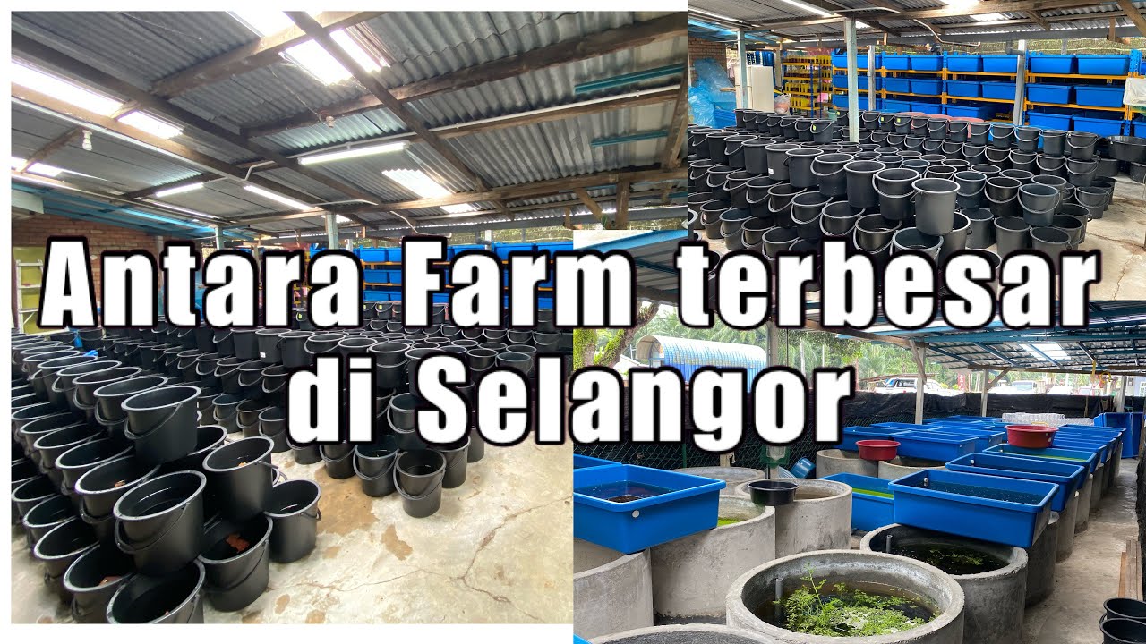 Antara farm terbesar di Selangor// Lubok Galaxy & Multicolour by Yaw CH