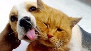 Najlepsze Śmieszne Koty I Psy. Kompilacja [Nowy Hd]