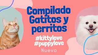 Compilado Gatitos y Perritos #puppy #kittycat by Is TiMe To ReLaX aNd FuN 59 views 1 month ago 1 minute, 31 seconds