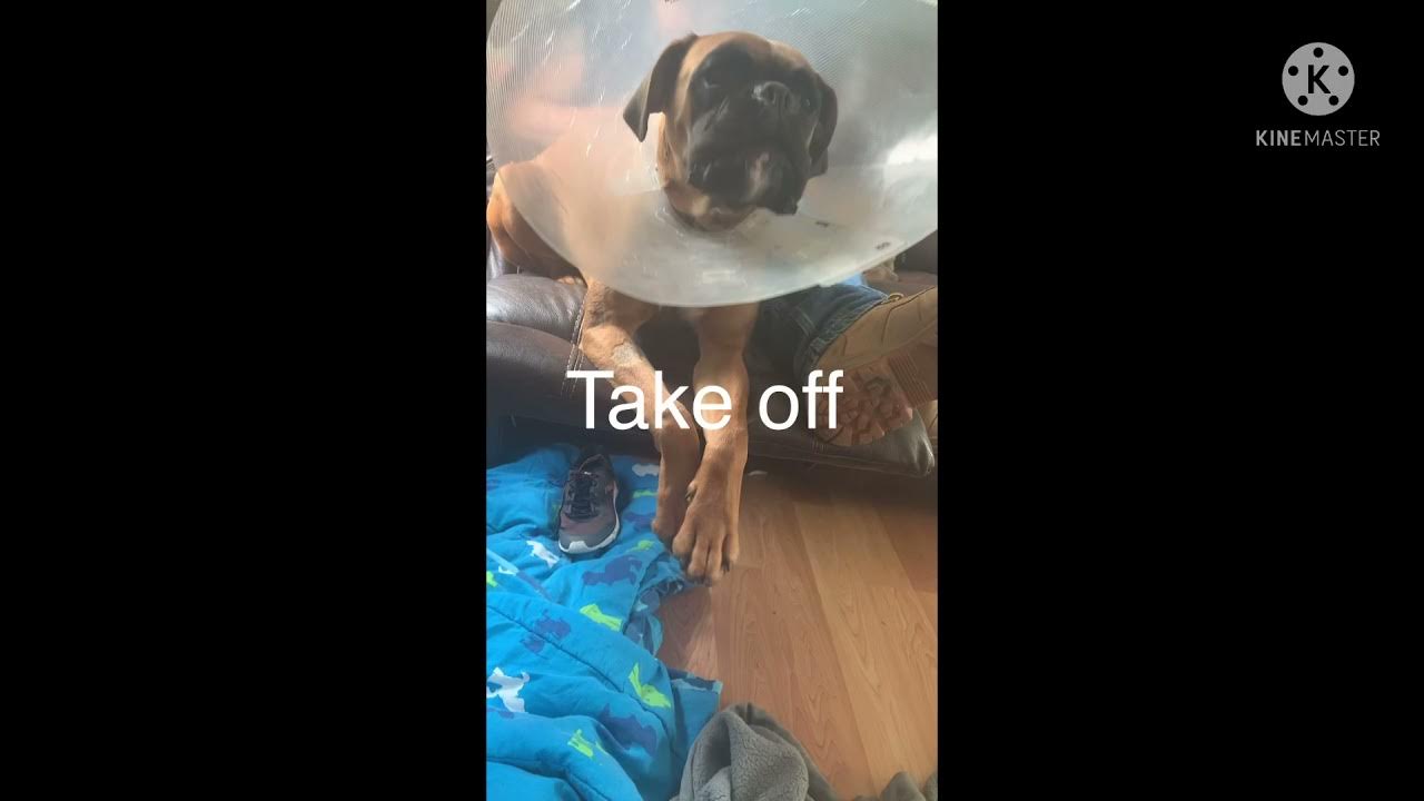 Puppy hates cone YouTube