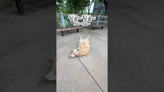 🐶❄️ 더워서 절대 안 움직이던 리트리버... 딱 한마디에 벌떡 일어났습니다🤣🥛
