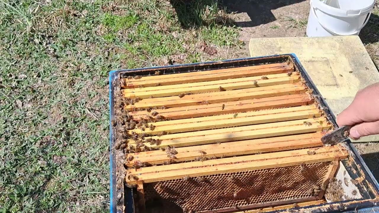 Niedziela palmowa,powiększamy gniazdo o nadstawkę