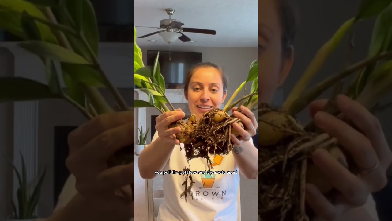 I Think Can Help With Your ZZ Plant Plantcare Zzplant Plantlover