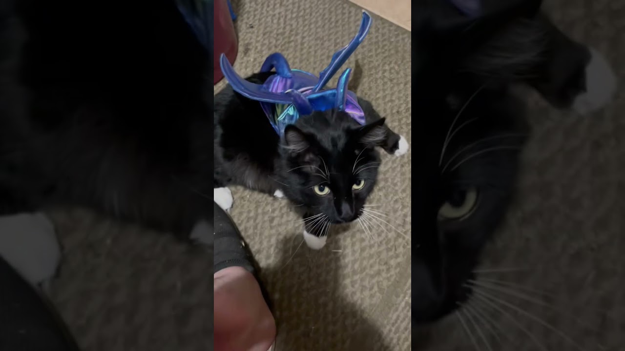 My cats knew Halloween costume of reverse dragon￼