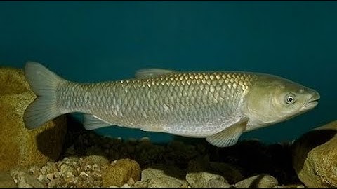 Bài mồi câu cá trắm cỏ mùa hè không bao giờ móm