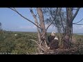 Captiva Eagle Cam Side View - 1 Eaglets - New Eagle Cam!