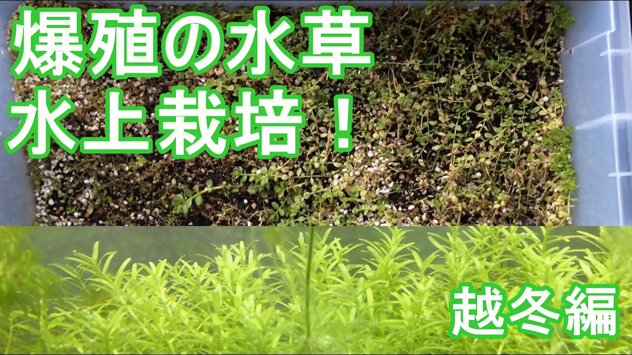 爆殖の水草水上栽培 越冬編 アクアリウム Youtube