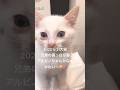 里親になった日.動物病院で診察を受けました6〜On the day I became a foster parent, I was examined at an animal hospital6〜