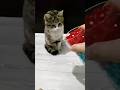 ASMR 💯 🫶 🍋 Cat BeadsSatisfying ReverseMagic#shorts #cat #asmr #cute #beads