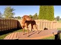 Backyard Dog Training Table and Retrieving Backyard Dog Training Table and Retrieving