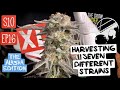 S10 ep16  i dont want some of yall as followers no mo  end harvest nug porn under spider farmer