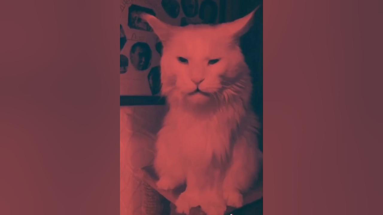 Песня кота тик ток. Котики тик ток. Комнаты для котиков из тик тока. Рыжий кот из тик тока. Одежда для котиков из тик тока.