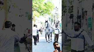 Healthy Grey Horse Riding Training Zuljinah Horse