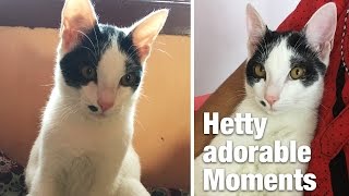 Hetty Cat Adorable Moments by Hetty & Percy 11,832 views 7 years ago 1 minute, 52 seconds