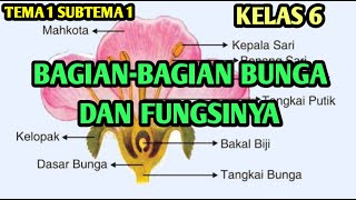 #pakguru #bunga #bagianbungadanfungsinya #kelas6tema1subtema1semoga
video ini membantu guru dan siswa khususnya kelas 6 pada materi
pelajaran tema 1 sub tema...