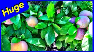 Dapple Dandy Pluot - Crazy Growth - Seaweed Fish Fertilizer