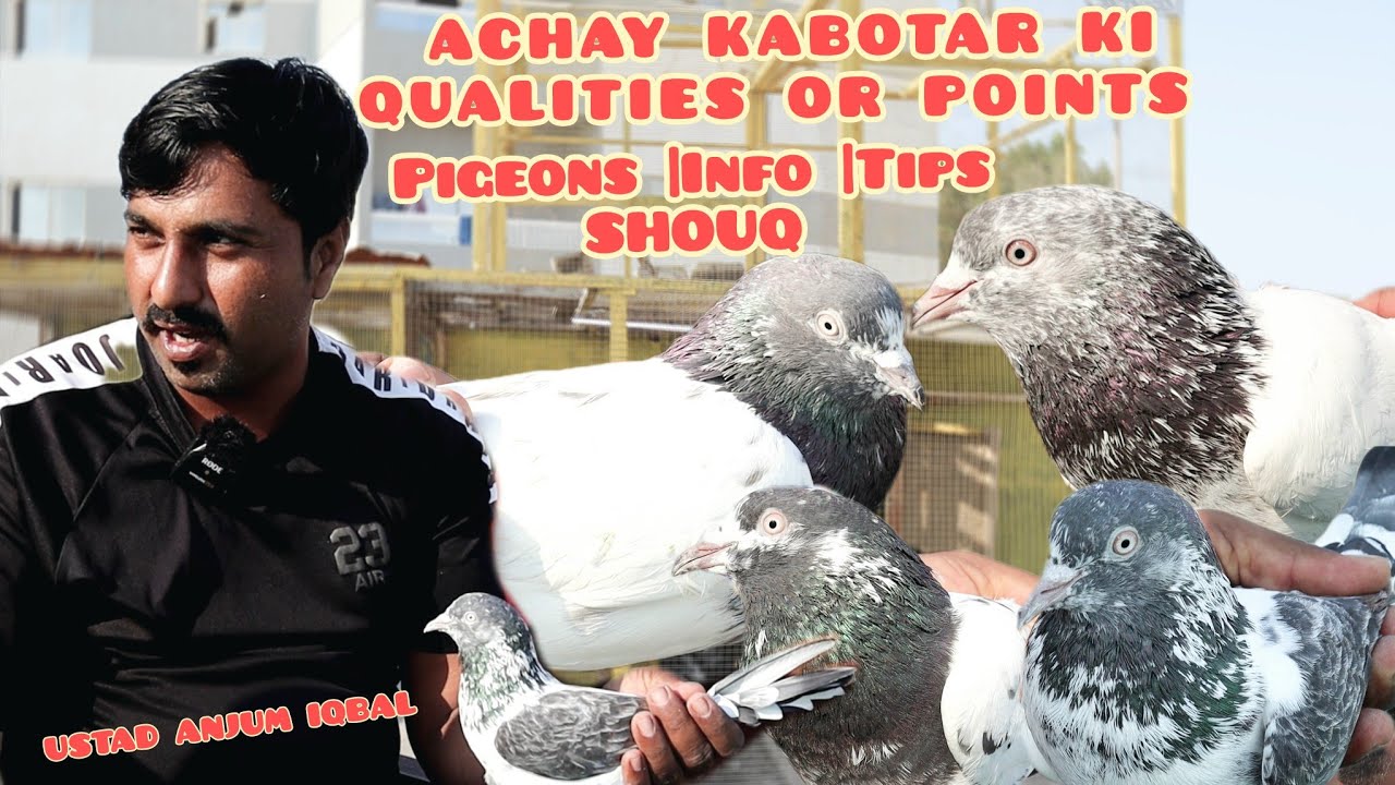 Ustad Anjum Iqbal|Achay Kabotar Ki Qualities or Points|Parwaz or Sambhal Pigeons Informative Videos
