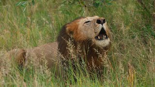 A Solo Male Lion Makes Himself Heard (Kruger Male)