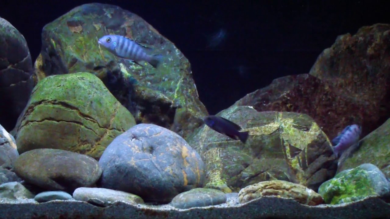 Mbuna Rockscape 700 liters malawi mbuna rocks and sand tank - YouTube