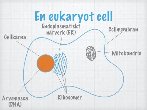 Video: Innehåller nukleinsyror svavel?