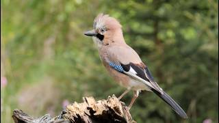 Eurasian Jay: Call and Alarm Call
Eurasian Jay (Garrulus glandarius) Call. Recorded in Holten, the Netherlands. Sound recordings by Peter Boesman on Xeno Canto (XC281706 and XC281707)
0:00 Call
1:23 Alarm Call Eurasian Jay: Call and Alarm Call