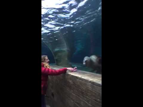 Sea Lion chasing a child's glove - St. Louis Zoo