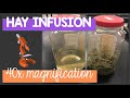 Hay infusion protists