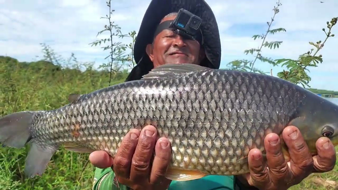 😱😲 PESCADOR REGISTRA O MOMENTO EXATO QUE UM PIAUÇU GIGANTE PEGA NO ANZOL!
