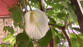 Grow Aparajita flower plant in your balcony