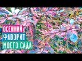 БАРБАРИСЫ В МОЕМ САДУ 🌟 Любимые сорта / Садовый гид