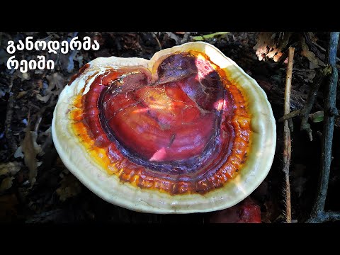 განოდერმა რეიში - Ganoderma Reishi in Georgia (Europe)