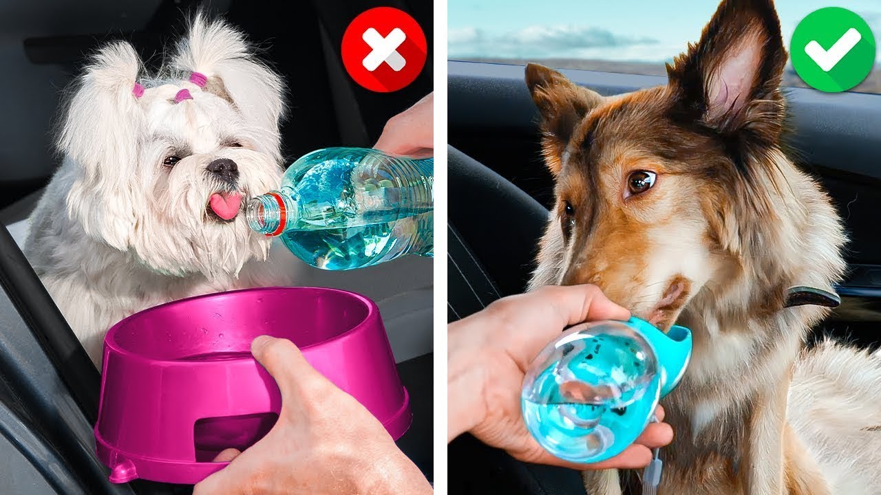 Incríveis Invenções Caseiras para Cachorros que Vão Fazer Seu Pet Sorrir! 🐕💖