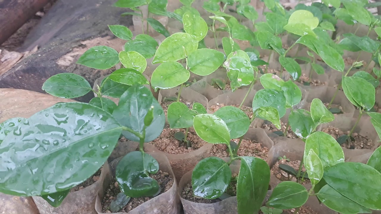 Cây rang ray gia vị dân tộc cơ tu. - youtube