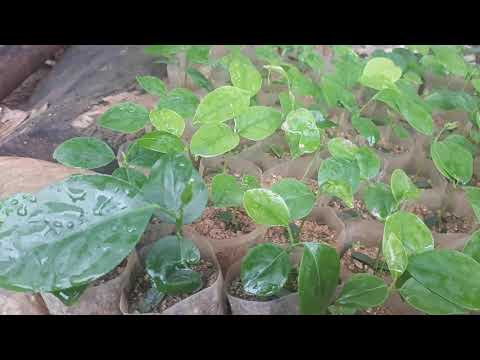 Video Cây rang ray gia vị dân tộc cơ tu. - youtube