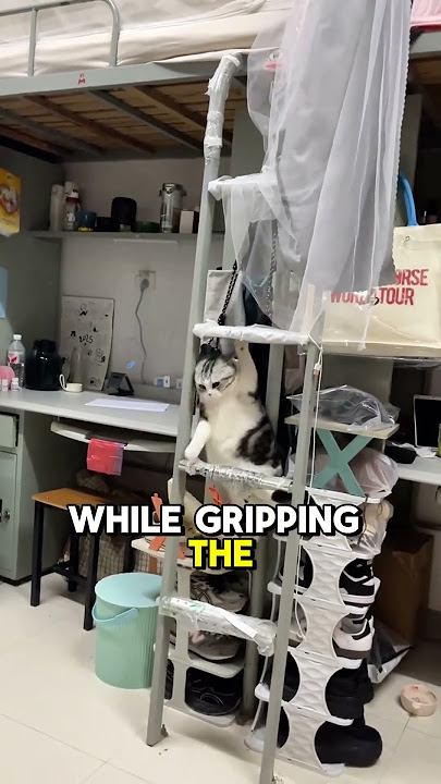 Cat's Strategic Descent 🐱 #shortvideo