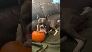 Dog Carving a PUMPKIN 🎃 #shorts