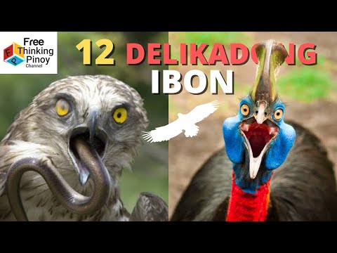 MGA IBON na Dapat Mong Iwasan | Top 12 Dangerous Birds Known To HUMAN