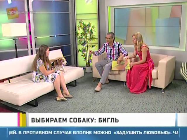 Выбираем собаку: бигль