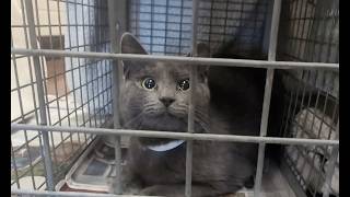 Community Cats: How TNR programs keep Baton Rouges cat population healthy and controlled
