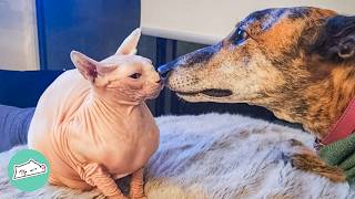 Exracing Greyhound Gets Paw Massages From Cat Every Day | Cuddle Buddies