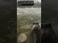 Hamster swimming and seeing underwater in RDR2