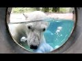 ポロロ（ホッキョクグマ）の１日　とくしま動物園 の動画、YouTube動画。