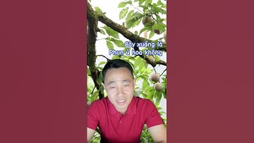 Cây Mận Hậu xuống lá thì làm hoa như thế nào #trongcay #mận #chiase #mậnhậu #kythuatcaytrong #quaman