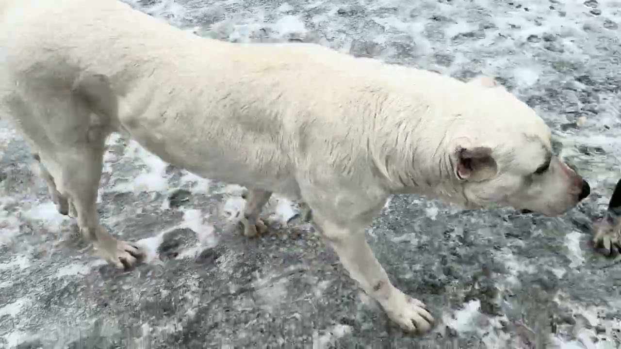 Собачья  ОПГ выскочила на волю))